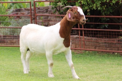 1X BOER GOAT STUD DOE Rietkuil Boerbokstoet