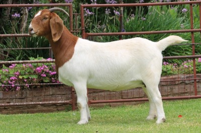 1X BOER GOAT STUD DOE Rietkuil Boerbokstoet