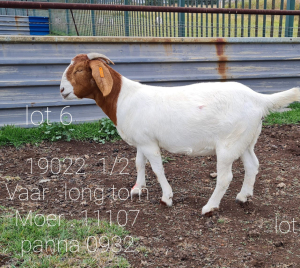 LOT 106 1 X BOERBOK OOI/EWE Ingwe Boerbokke - KUDDE/FLOCK