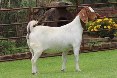 1X BOER GOAT C-C DOE Rietkuil Boerbokstoet