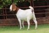 1X BOER GOAT C-T&C DOE Rietkuil Boerbokstoet