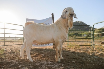 LOT R2 1X SAVANNA RAM Karoo SAVANNA's