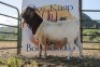 LOT R3 1X BOER GOAT RAM Waaikraal