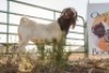 LOT R4 1X BOER GOAT STUD RAM Doornpoort