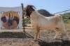 LOT R1 1X BOER GOAT STUD RAM Garslands
