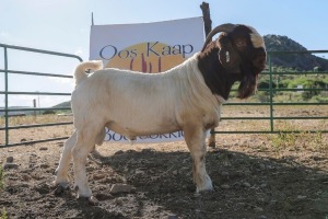 LOT R6 1X BOER GOAT STUD RAM PRASPEREDE