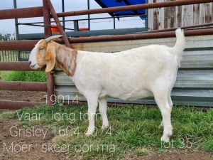 LOT 135 1 X BOERBOK OOI/EWE Ingwe Boerbokke - KUDDE/FLOCK