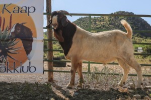 LOT R5 1X BOER GOAT STUD RAM Doornpoort