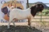 LOT R7 1X BOER GOAT RAM Roodewaal