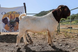 LOT R9 1X BOER GOAT RAM PW BOTHA