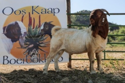 LOT R8 1X BOER GOAT STUD RAM DUPREEZKRAAL