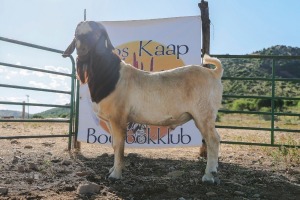 LOT R10 1X BOER GOAT STUD RAM PRASPEREDE