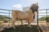 LOT R11 1X BOER GOAT FLOCK RAM Nuwejaarsfontein