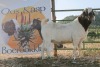 LOT R12 1X BOER GOAT FLOCK RAM Whiteheath