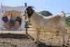 LOT R13 1X BOER GOAT FLOCK RAM Waaikraal