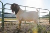 LOT R14 1X BOER GOAT FLOCK RAM Garslands