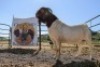 LOT R18 1X BOER GOAT FLOCK RAM Nuwejaarsfontein