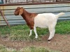 LOT 136 1 X BOERBOK OOI/EWE Ingwe Boerbokke - KUDDE/FLOCK