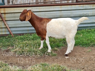 LOT 136 1 X BOERBOK OOI/EWE Ingwe Boerbokke - KUDDE/FLOCK