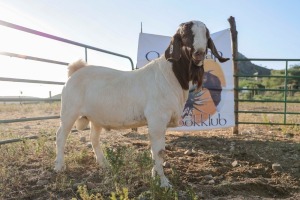 LOT R16 1X BOER GOAT FLOCK RAM Mon Desir