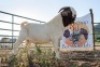 LOT R17 1X BOER GOAT FLOCK RAM Doornpoort