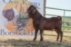 LOT R15 1X KALAHARI RED FLOCK RAM Worldsview