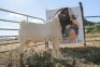 LOT R19 1X BOER GOAT FLOCK RAM Garslands