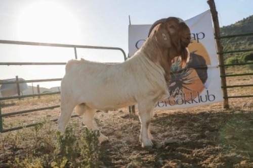 LOT R23 1X BOER GOAT FLOCK RAM Biggs Boer goats