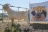LOT R20 1X SAVANNA FLOCK RAM Tat Scholtz