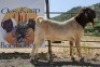 LOT R24 1X BOER GOAT FLOCK RAM PRASPEREDE