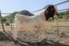 LOT R21 1X BOER GOAT FLOCK RAM Garslands