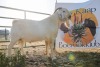 LOT R25 1X SAVANNA FLOCK RAM Karoo SAVANNA's