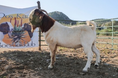 LOT R26 1X BOER GOAT FLOCK RAM Mon Desir