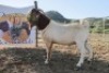 LOT R26 1X BOER GOAT FLOCK RAM Mon Desir