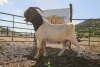 LOT R27 1X BOER GOAT FLOCK RAM Doornpoort