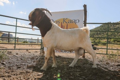 LOT R27 1X BOER GOAT FLOCK RAM Doornpoort