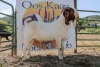 LOT R28 1X BOER GOAT FLOCK RAM Roodewaal