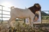 LOT R29 1X BOER GOAT FLOCK RAM Biggs Boer goats