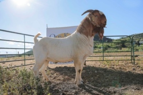 LOT R31 1X BOER GOAT FLOCK RAM Osplaat