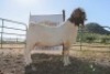 LOT R35 1X BOER GOAT FLOCK RAM Osplaat