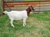 LOT 139 1 X BOERBOK OOI/EWE Ingwe Boerbokke - KUDDE/FLOCK