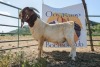 LOT R36 1X BOER GOAT FLOCK RAM Paul Moore