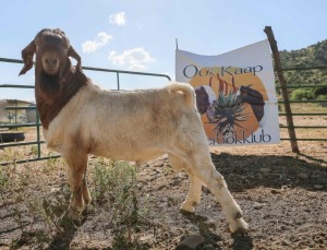 LOT R37 1X BOER GOAT FLOCK RAM Biggs Boer goats