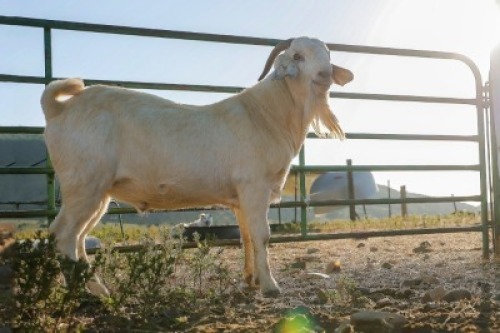 LOT R41 1X SAVANNA FLOCK RAM Els Trust