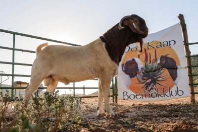 LOT R40 1X BOER GOAT FLOCK RAM PRASPEREDE