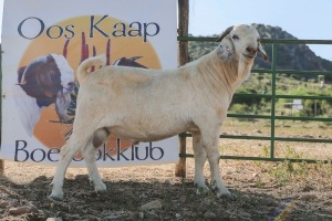 LOT R45 1X SAVANNA FLOCK RAM Els Trust