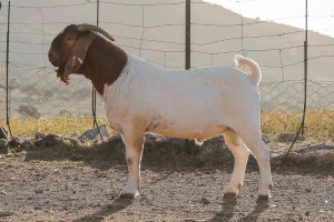 LOT R43 1X BOER GOAT FLOCK RAM Paul Moore