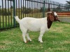 LOT 138 1 X BOERBOK OOI/EWE Ingwe Boerbokke - KUDDE/FLOCK