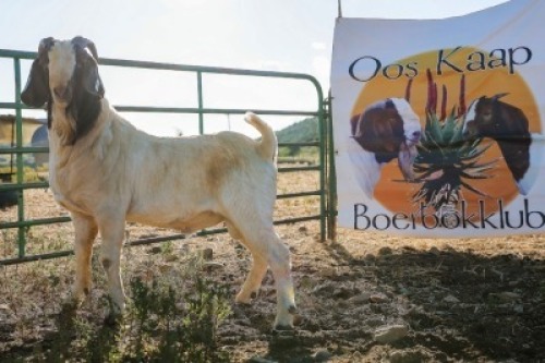 LOT R44 1X BOER GOAT FLOCK RAM Paul Moore