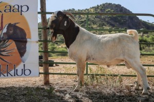 LOT R46 1X BOER GOAT FLOCK RAM Derderivier